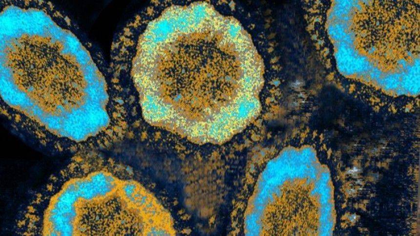 Бельгийский вирусолог назвал срок продолжительности эпидемии коронавируса