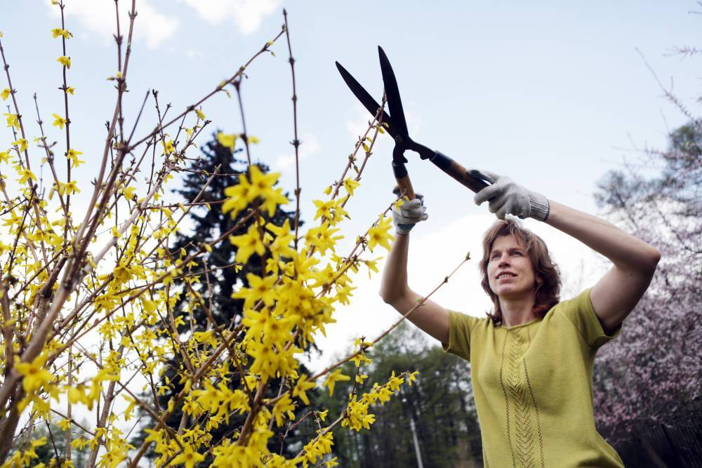Благоустройство розария в парке «Сокольники» завершат к началу летнего сезона