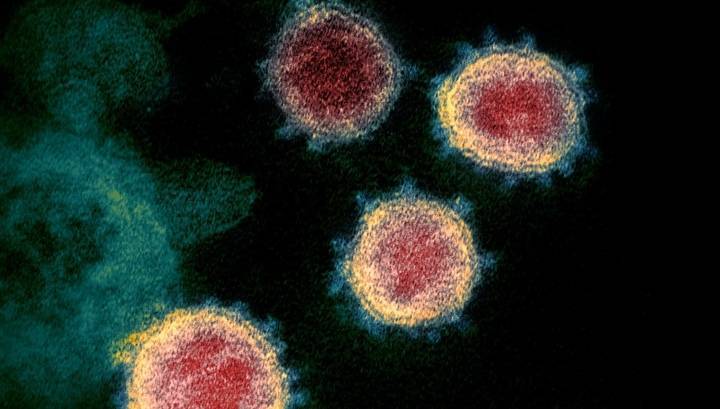 Конец слухам: учёные подтвердили естественное происхождение нового коронавируса