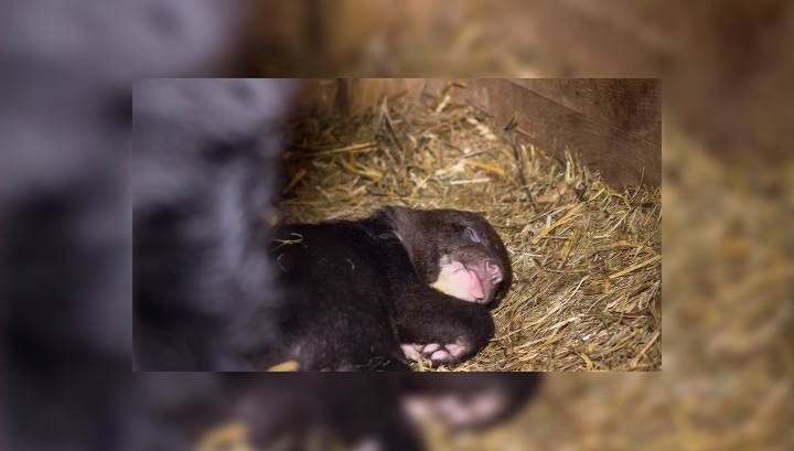 Гималайская медведица Даша впервые показала подросшего детеныша сотрудникам зоопарка