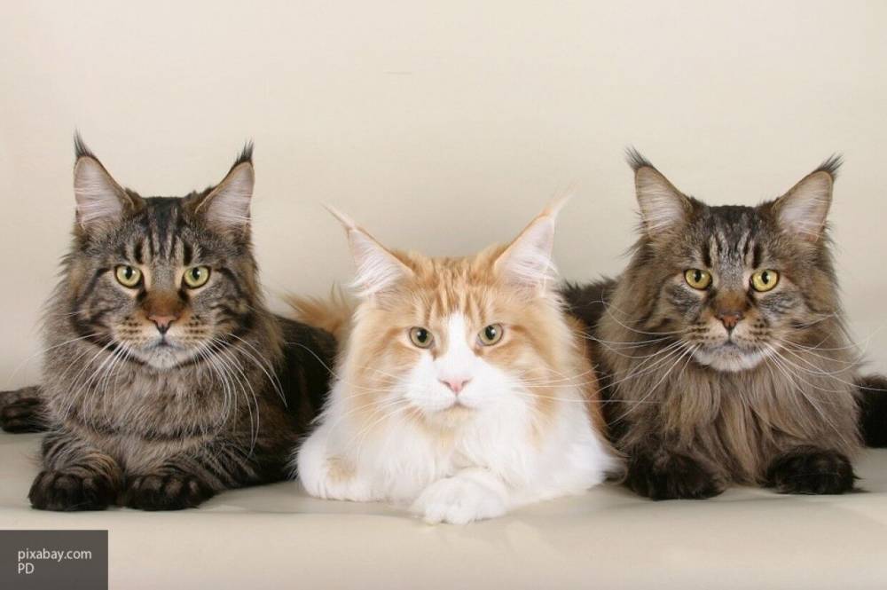 Ученые выяснили, почему кошки мяукают