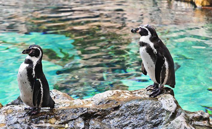 Science (США): почему без следа исчез почти миллион королевских пингвинов?
