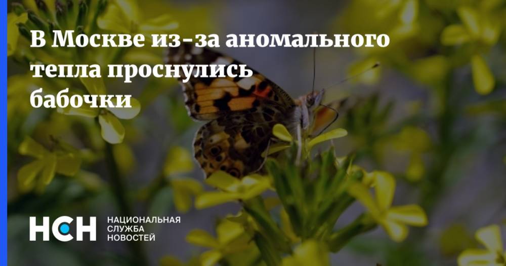 В Москве из-за аномального тепла проснулись бабочки