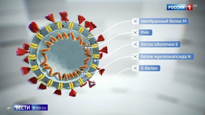 Российские ученые испытывают сразу несколько прототипов вакцин от коронавируса