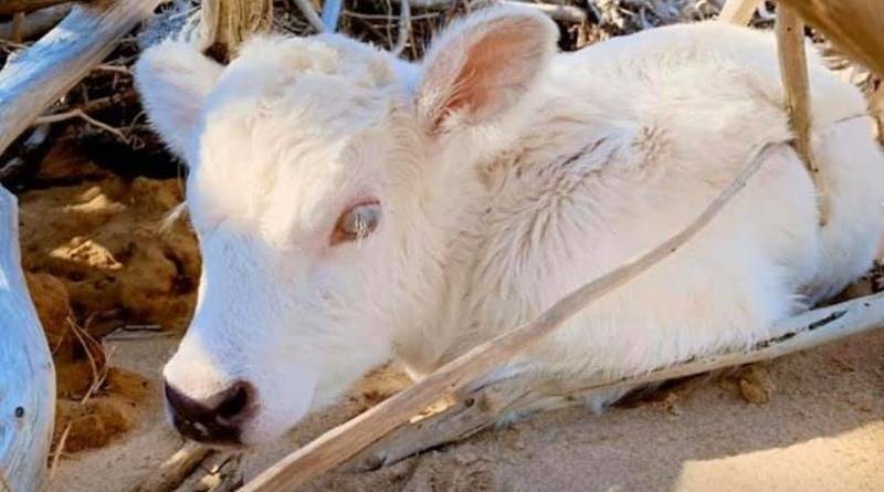 У коровы, которая проплыла мили в океане, когда ее смыл туда ураган, родился необычный теленок