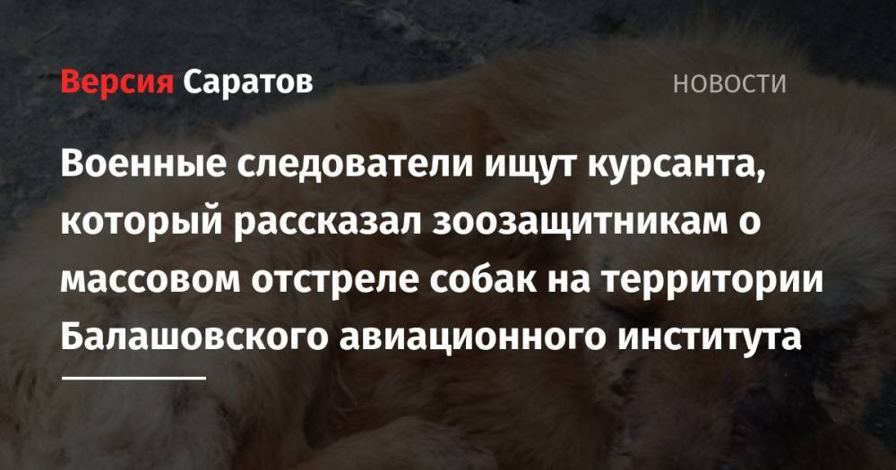 Военные следователи ищут курсанта, который рассказал зоозащитникам о массовом отстреле собак на территории Балашовского авиационного института