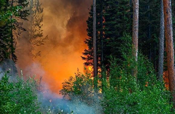 Greenpeace заявил о риске катастрофических лесных пожаров в европейской части России