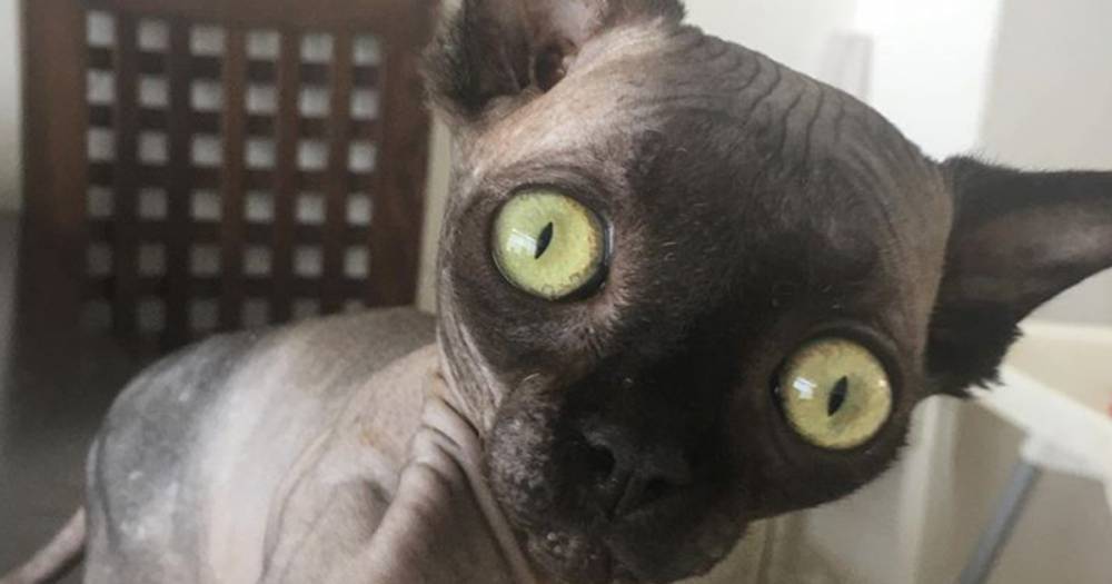 Фото: Кошка-"летучая мышь" с большими глазами стала звездой Instagram
