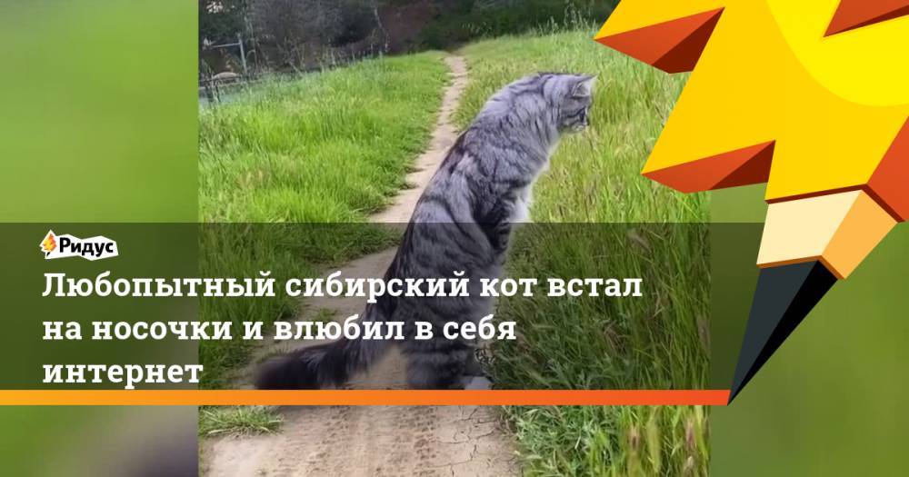 Любопытный сибирский кот встал наносочки ивлюбил всебя интернет