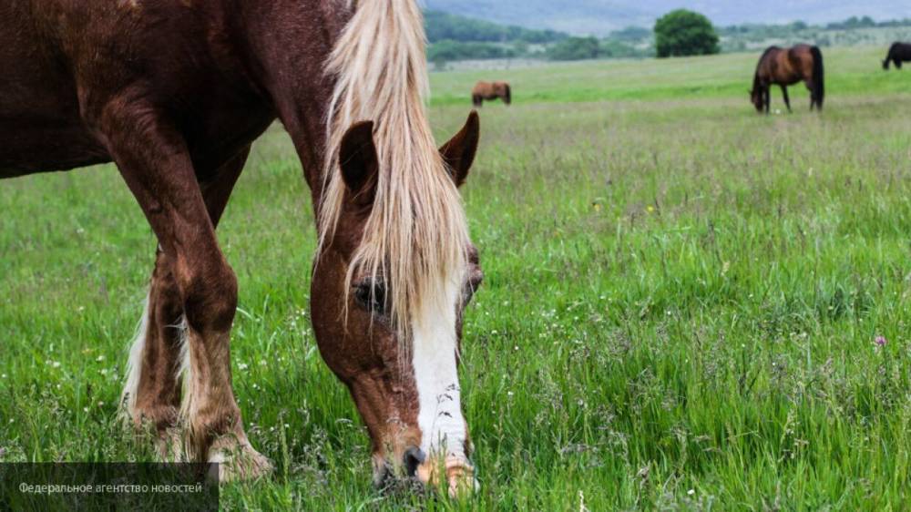 Женщина в Нижегородской области до смерти заморила лошадей в частной конюшне "Лесные зори"