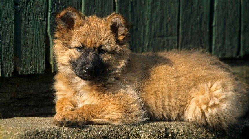 Замурованного щенка спасли в Петербурге — кадры спецоперации