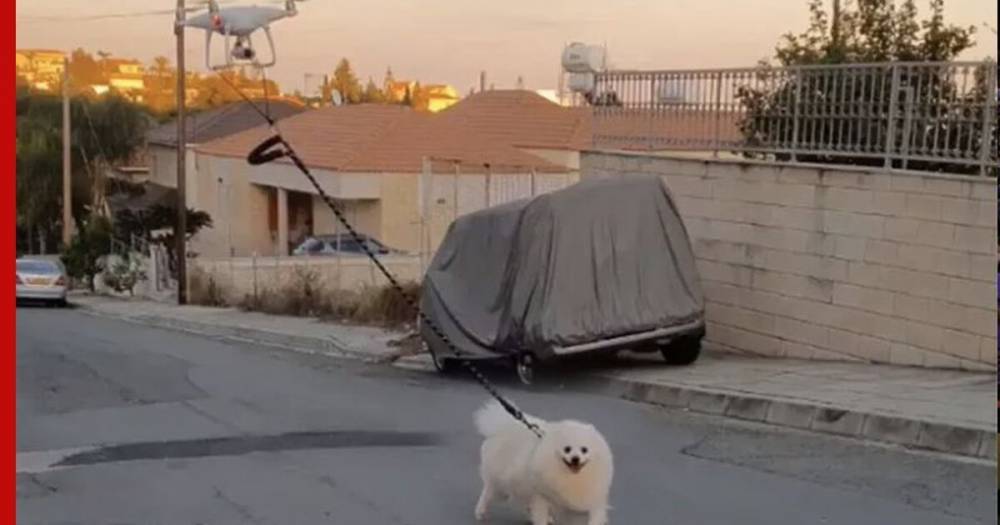 Житель Кипра поручил выгул собаки дрону из-за коронавируса