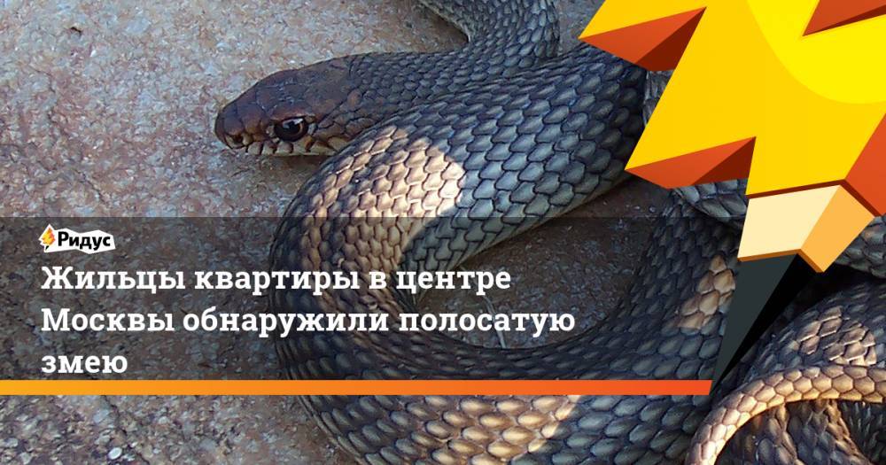 Жильцы квартиры в центре Москвы обнаружили полосатую змею