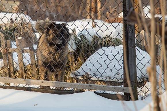В Челябинске приостановили аукцион на содержание бездомных животных