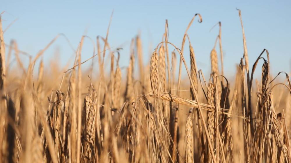 Стоимость российской пшеницы побила цены на нефть