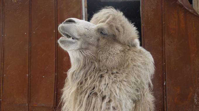 Петербургские зоозащитники хотят спасти верблюда из Тюмени