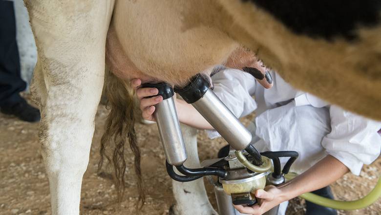 В Тюменской области поставщик молока нарушил гигиенические требования