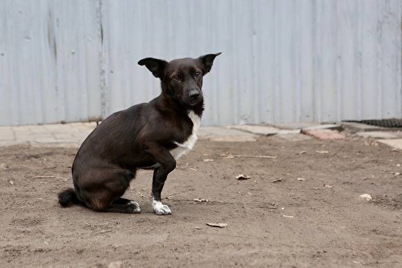В Челябинске приостановили второй аукцион по бездомным животным