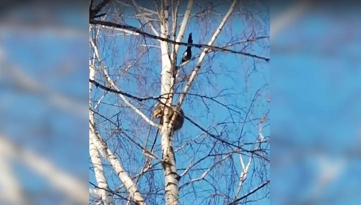 Забравшегося на дерево енота в Бердске снимали пожарные и промышленный альпинист. Видео