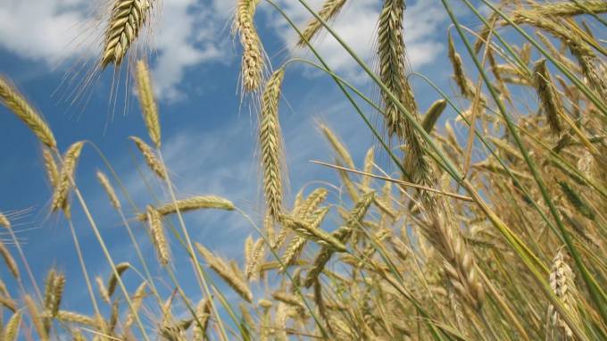Эксперт прокомментировал рост стоимости на пшеницу