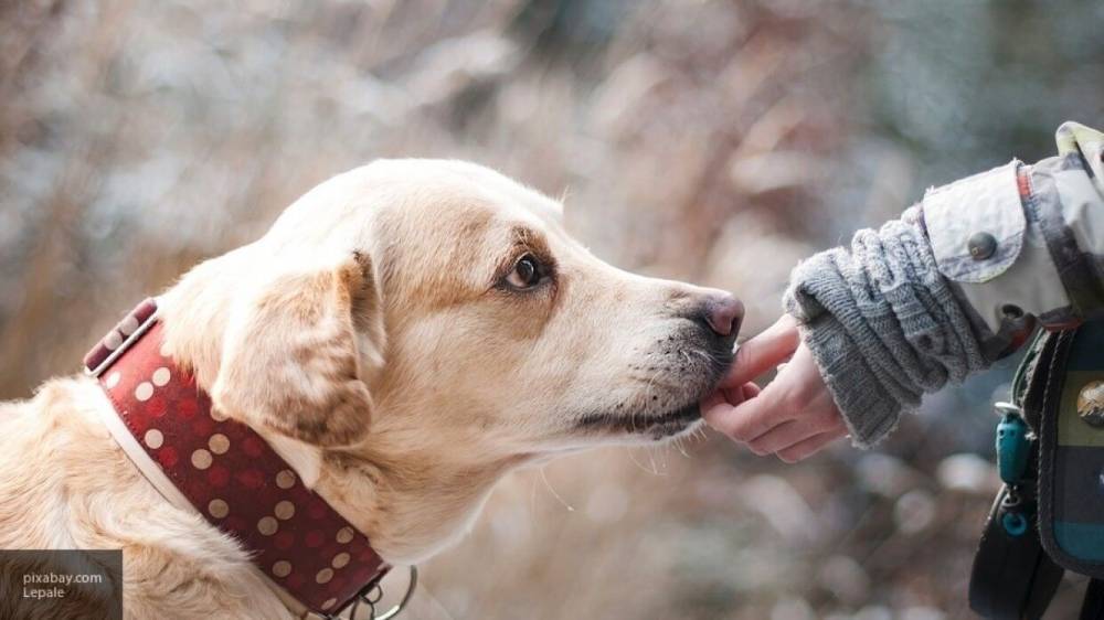 Пес унюхал в пакете человеческие останки во время прогулки с хозяином в Татарстане