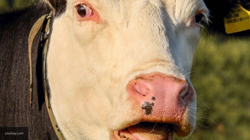 Корову с признаками бешенства выявили в Омской области