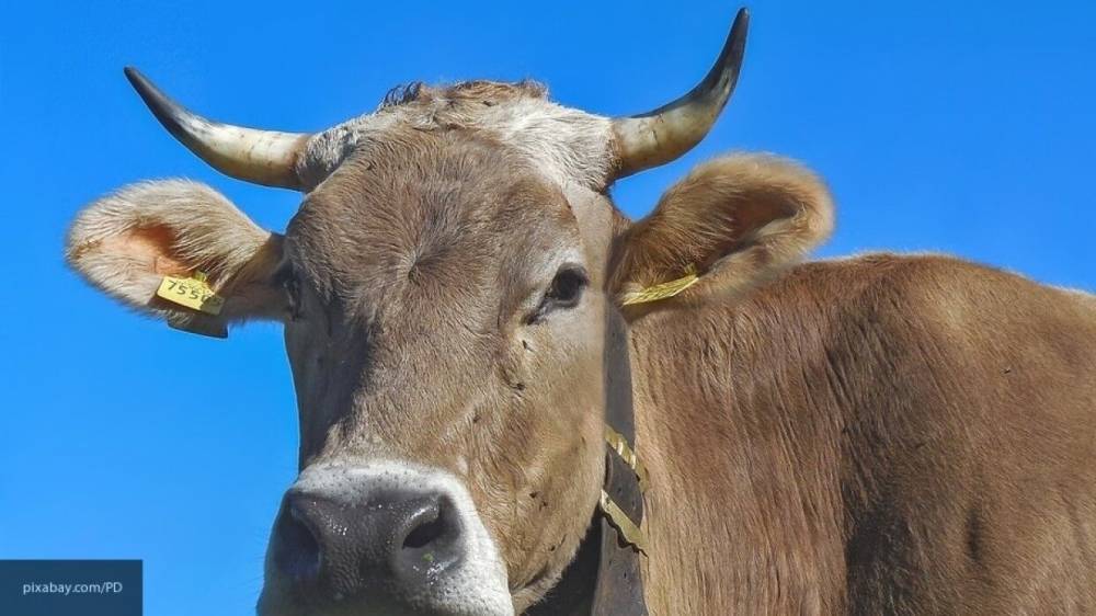 Власти установили карантин в деревне под Омском из-за бешеной коровы
