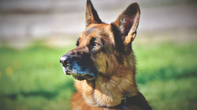 Служебный пес Волк-Меркурий выследил напавшего на пенсионерку бомжа