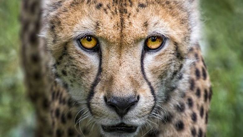 Тюменская прокуратура закрыла сайты с объявлениями о продаже гепардов и тигров