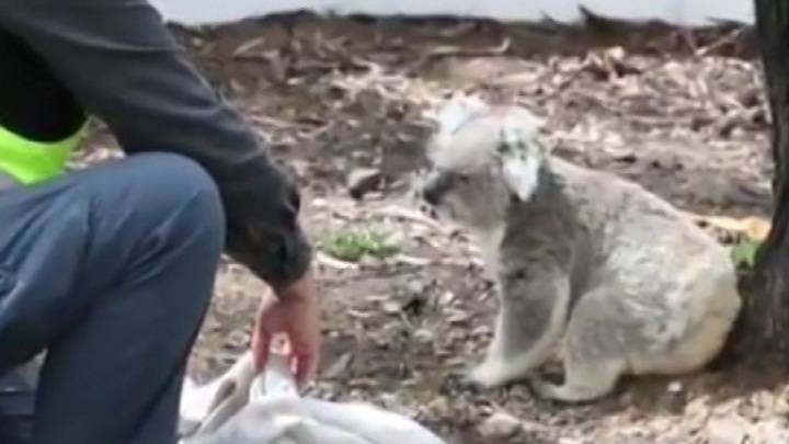 Спасенные от пожаров коалы возвращаются в дикую природу