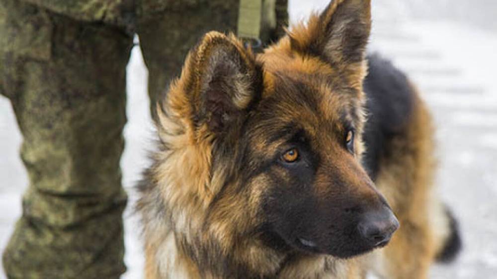Служебная собака выследила ограбившего пенсионерку мужчину в Петербурге