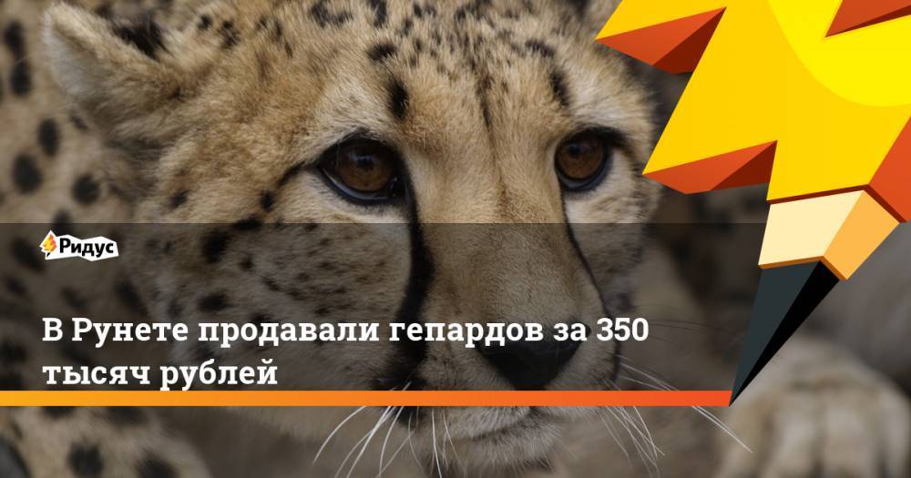 В Рунете продавали гепардов за 350 тысяч рублей