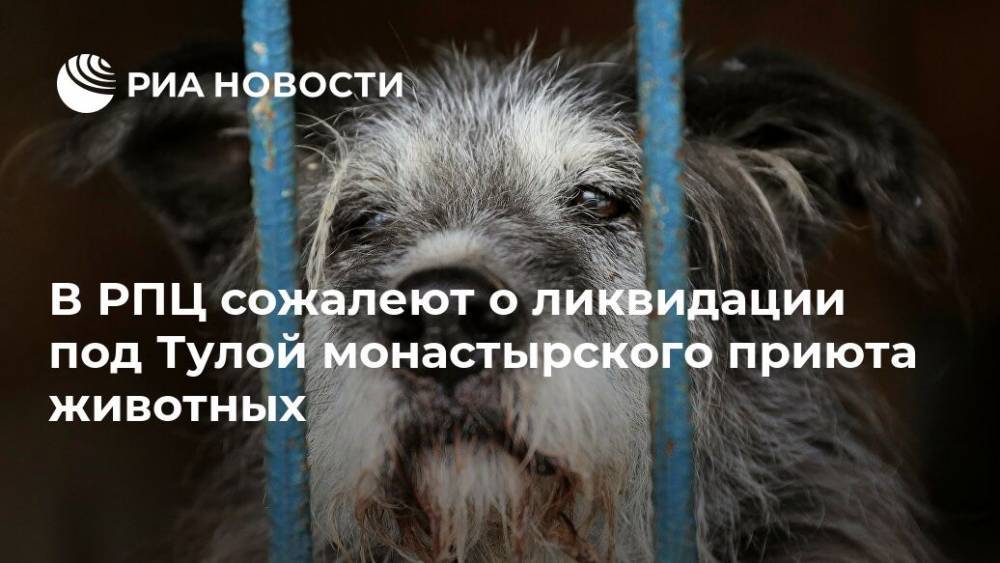 В РПЦ сожалеют о ликвидации под Тулой монастырского приюта животных