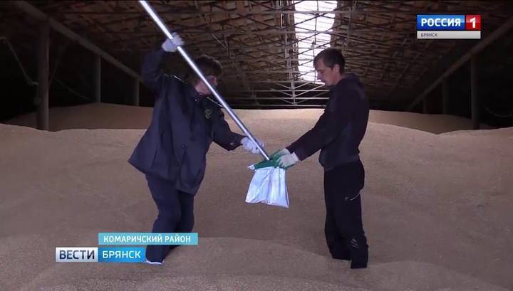 Россия в прошлом сельхозгоду сократила экспорт пшеницы на 13,7%