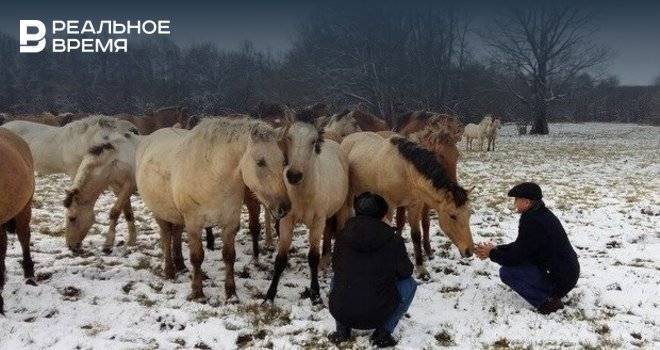 Минсельхоз Татарстана пообещал фермерам деньги на приобретение лошадей татарской породы