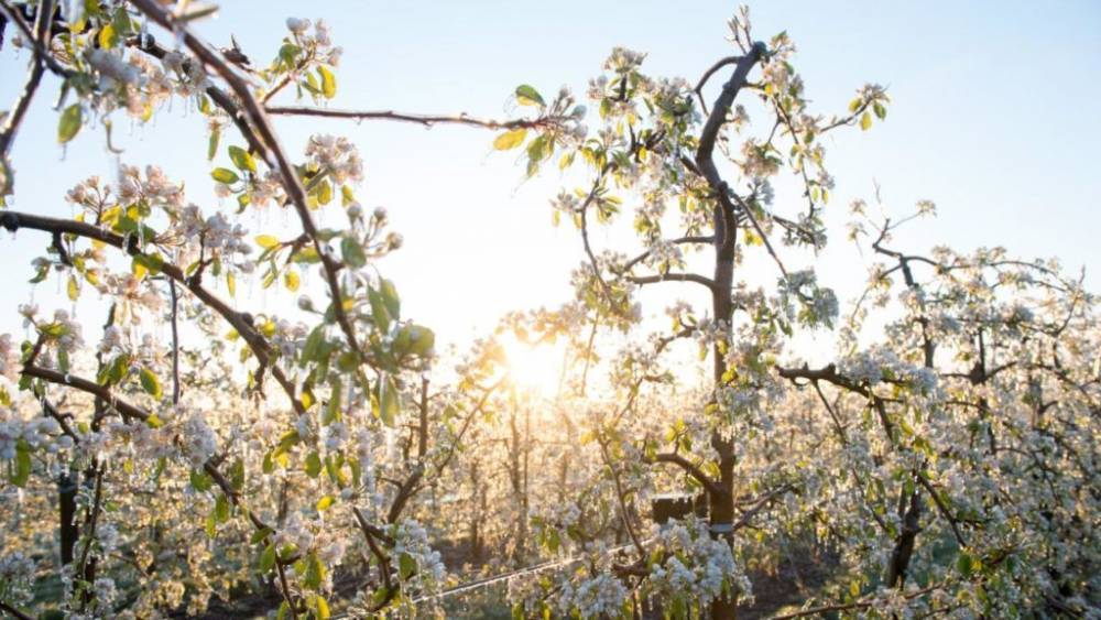 Мороз и солнце: погода наносит непоправимый ущерб фермерам