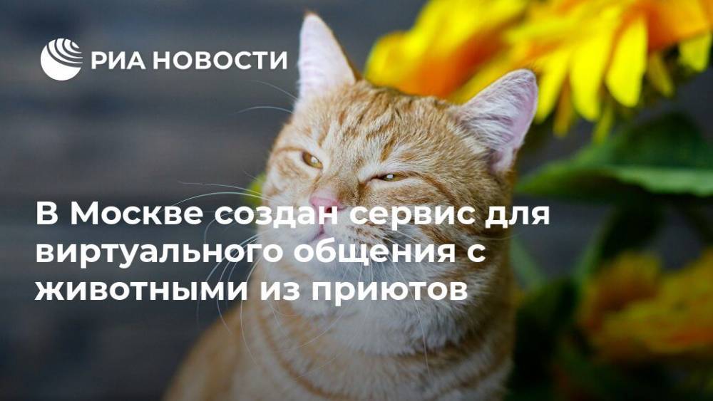 В Москве создан сервис для виртуального общения с животными из приютов