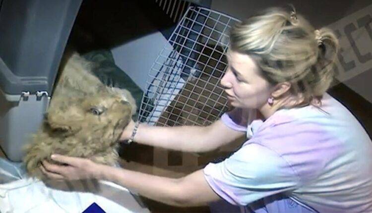 Брошенного парализованного львенка спасает челябинский ветеринар