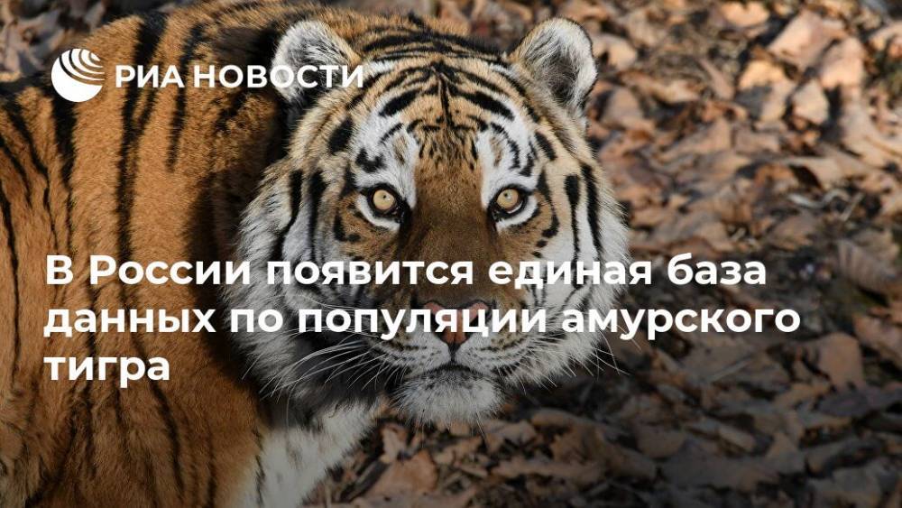 В России появится единая база данных по популяции амурского тигра