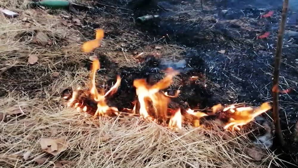 В российских регионах бушуют лесные пожары (видео)