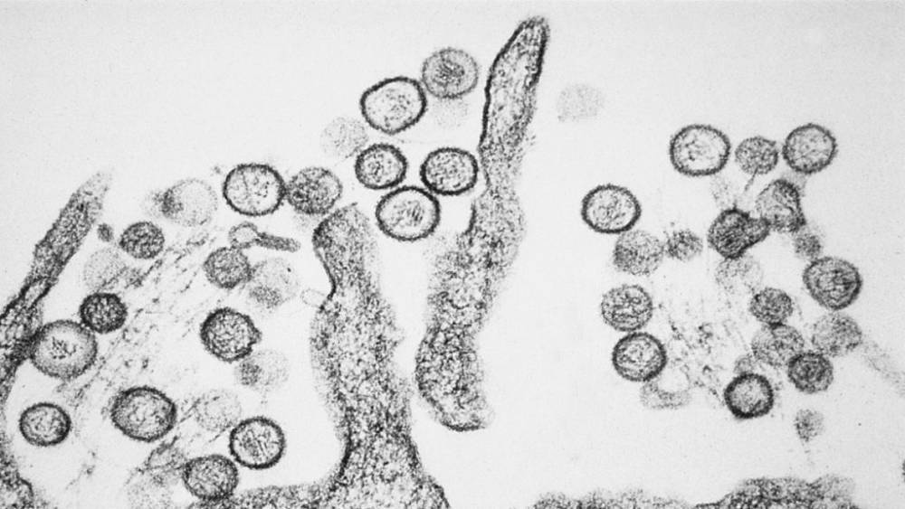 Новая напасть из Китая: зафиксирована первая смерть от хантавируса