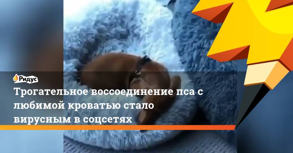 Трогательное воссоединение пса слюбимой кроватью стало вирусным всоцсетях