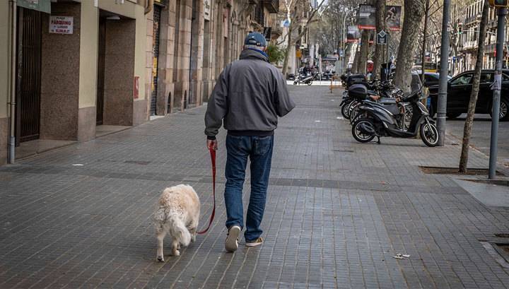 Испанец давал своих собак на прокат для прогулок при карантине