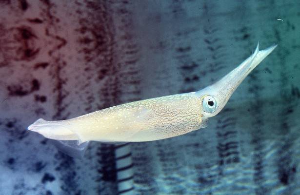 У кальмаров нашли способность генного редактирования аксонов