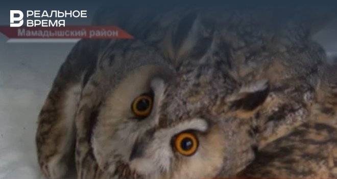 В Татарстане школьники спасли сову со сломанным крылом — видео