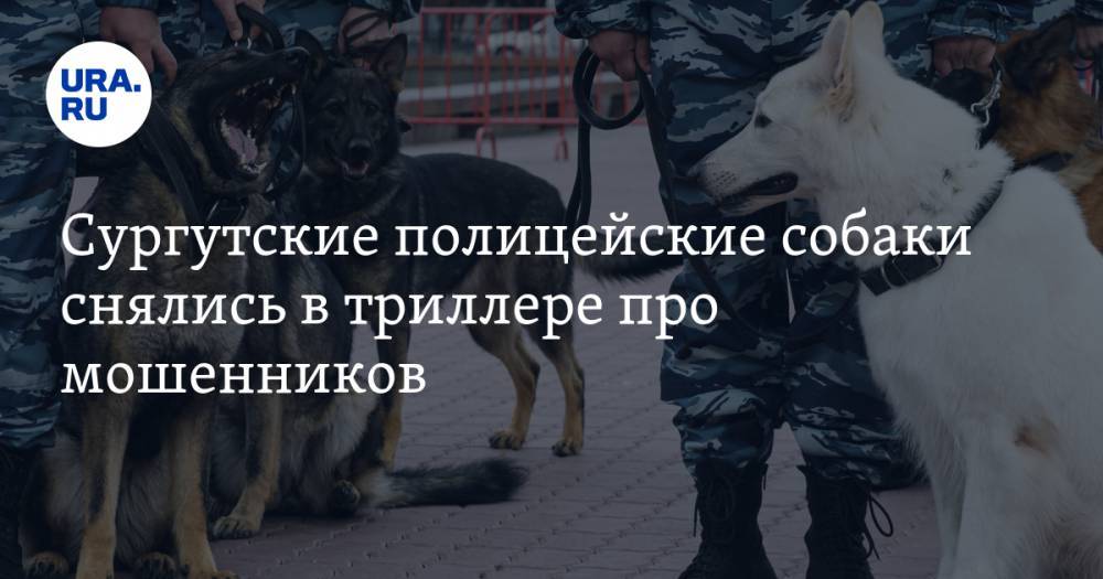 Сургутские полицейские собаки снялись в триллере про мошенников. ВИДЕО