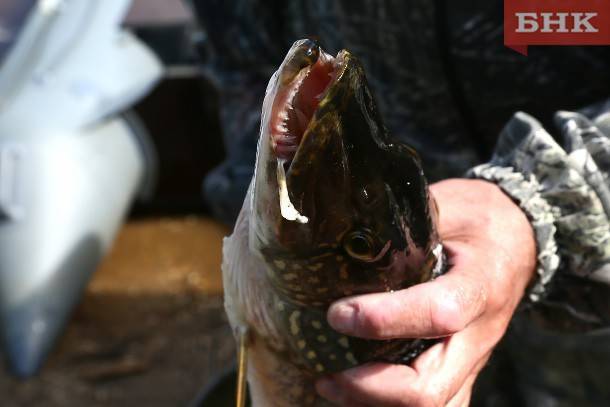 В Коми нашли 11 любителей рыбачить и охотиться в особых природных зонах