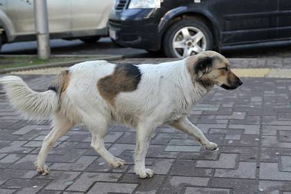 Стая собак напала на шестилетнюю девочку в России