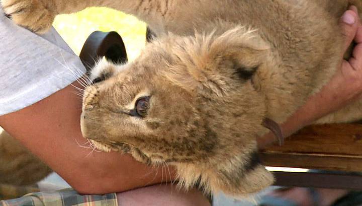 Ветеринары спасли львенка, который был реквизитом для фото в Сочи