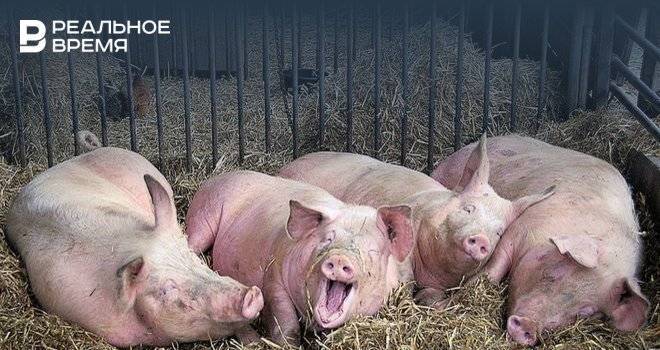 Казанская колония закупит свиней на 2,4 млн рублей